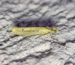 Ypsolopha ustella