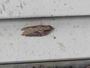 Acleris