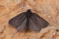 Epichnopterix sieboldii