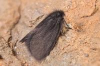 Epichnopterix sieboldii