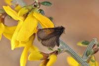 Epichnopterix sieboldii