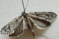 Diurnea fagella