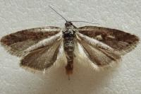 Tortricodes alternella