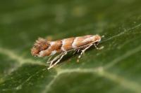 Cameraria ohridella