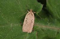 Agonopterix yeatiana