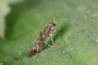Epermenia chaerophyllella
