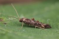 Epermenia chaerophyllella