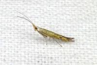 Coleophora limoniella
