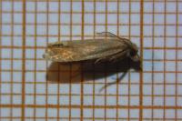 Eucosma gradensis