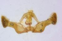 Eucosma rubescana