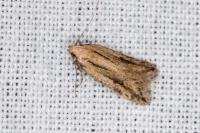 Mirificarma mulinella