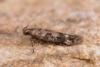 Caryocolum mucronatellum