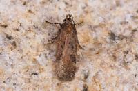 Chionodes distinctella