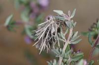 Ptilocephala albida