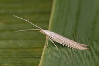 Coleophora auricella