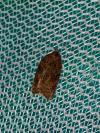 Acleris ferrugana/notana