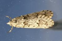 Diurnea fagella