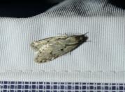 Semioscopis avellanella