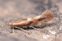 Phyllonorycter triflorella