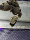 Agonopterix alstroemeriana