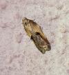 Acleris cristana