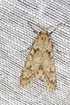 Diurnea fagella