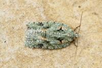 Acleris literana