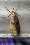 Diurnea fagella