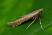 Caloptilia elongella