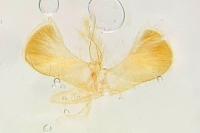 Caloptilia elongella