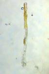 Caloptilia elongella