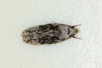 Carpatolechia