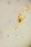 Acleris ferrugana