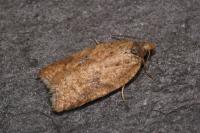 Acleris ferrugana