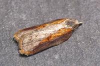 Acleris cristana