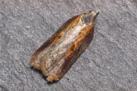 Acleris cristana