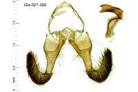 Dichrorampha alpinana