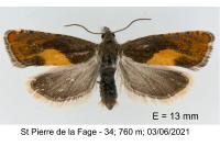 Dichrorampha alpinana
