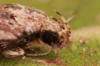 Depressaria daucella