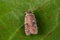Agonopterix purpurea