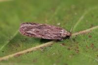 Depressaria daucella