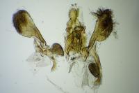 Acompsia delmastroella