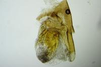 Acompsia delmastroella