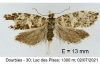 Epinotia tedella