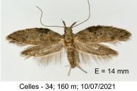 Rosetea rosetella