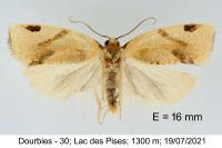 Paramesia gnomana