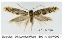 Infurcitinea roesslerella