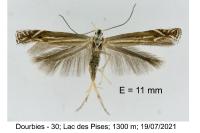 Isophrictis corsicella