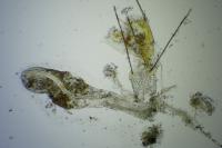 Eteobalea