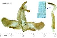 Oegoconia novimundi